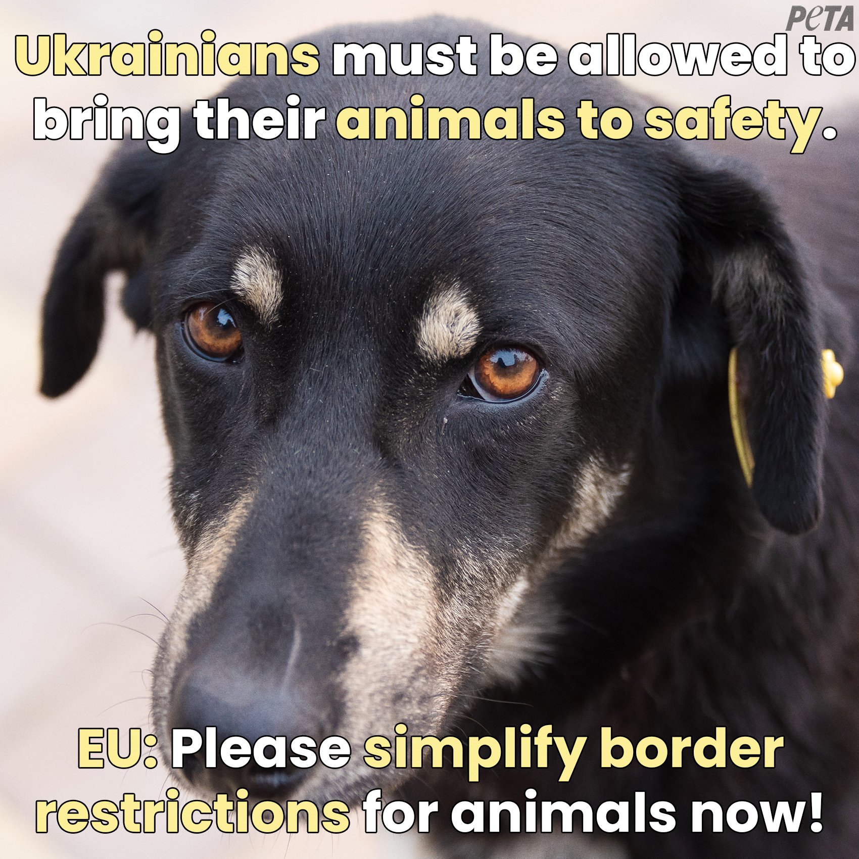 PETA on Twitter: PETA on Twitter: