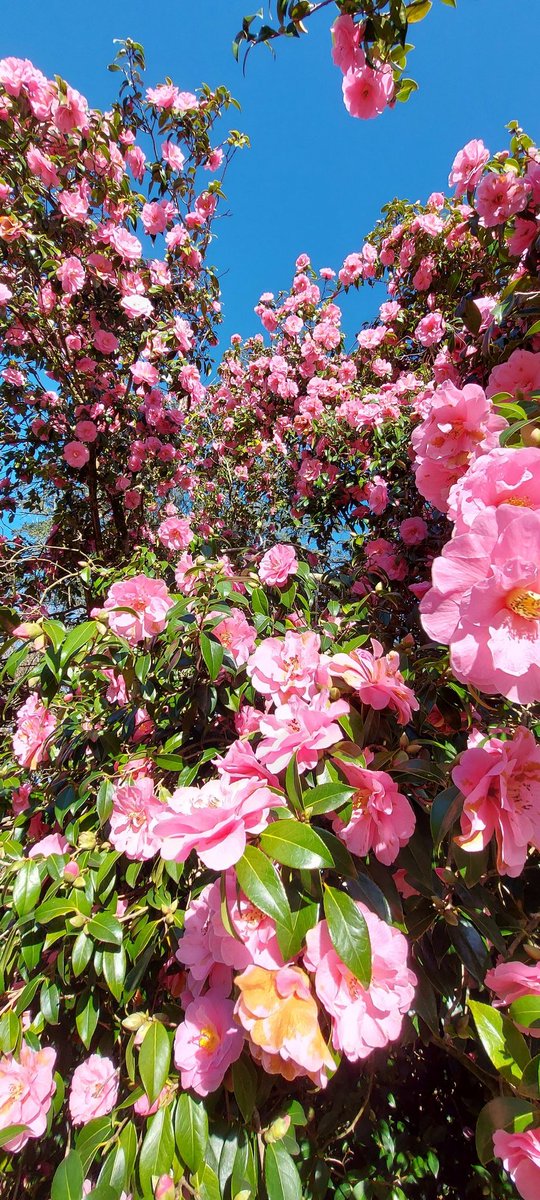 SimpleHonestly's tweet photo. As my spring bulbs begin to flower, so too I'm bringing my garden twitter  out of hibernation. So enjoyed seeing everyone's blooming marvellous bulbs and enjoyed catching up with everyone's kindness and good humour. Nice to be back in the garden with you all! https://t.co/abofX57DU1