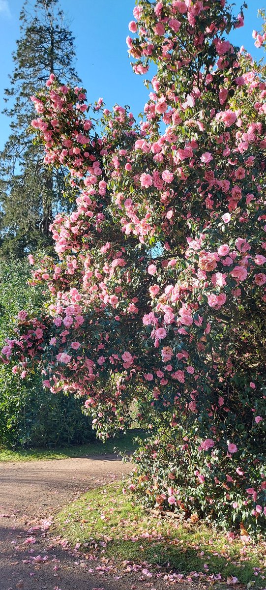 SimpleHonestly's tweet photo. As my spring bulbs begin to flower, so too I'm bringing my garden twitter  out of hibernation. So enjoyed seeing everyone's blooming marvellous bulbs and enjoyed catching up with everyone's kindness and good humour. Nice to be back in the garden with you all! https://t.co/abofX57DU1