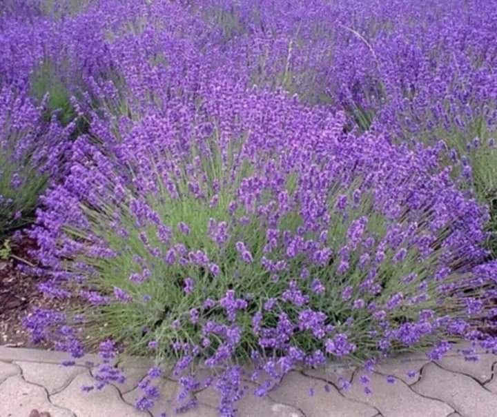 ve_orman's tweet photo. LAVANTA ( Lavandula İntermedia)

1 m'ye kadar boylanabilen çok yıllık bir bitkidir. Kurağa,sıcağa ve soğuğa oldukça dayanıklıdır. Sıcağı sever ve önemli miktarda sıcaklığa ihtiyaç duyar. https://t.co/fzGeXNvoQZ