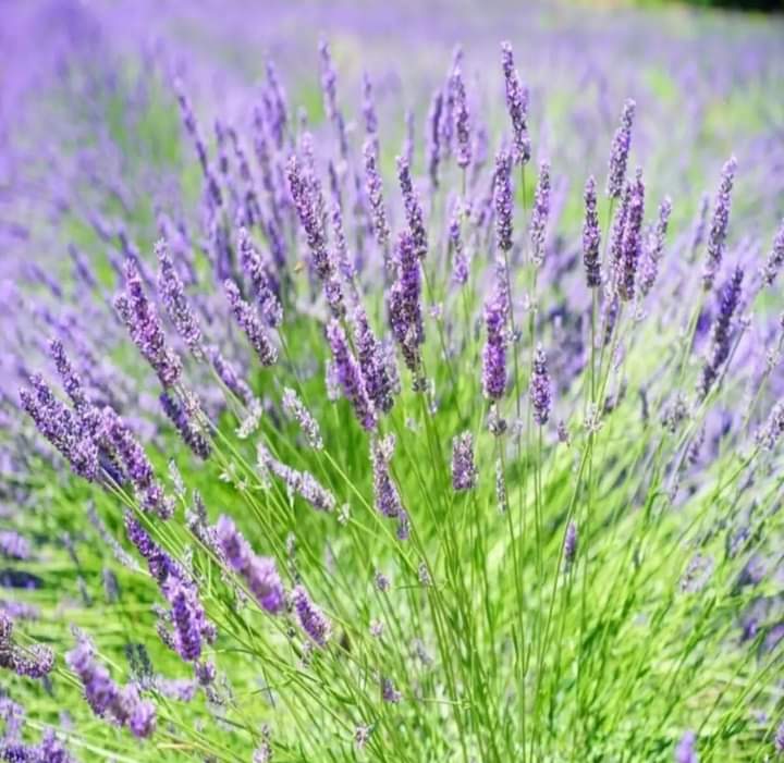 LAVANTA ( Lavandula İntermedia)

1 m'ye kadar boylanabilen çok yıllık bir bitkidir. Kurağa,sıcağa ve soğuğa oldukça dayanıklıdır. Sıcağı sever ve önemli miktarda sıcaklığa ihtiyaç duyar.