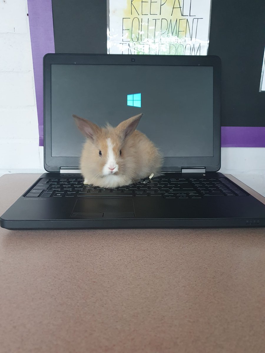 Livvi_Fay's tweet photo. Who doesn't want her as your teacher ! #schoolfarm #animalcare #LPTF @LeverParkSchool @bolton_pru https://t.co/y04oBpXrrq