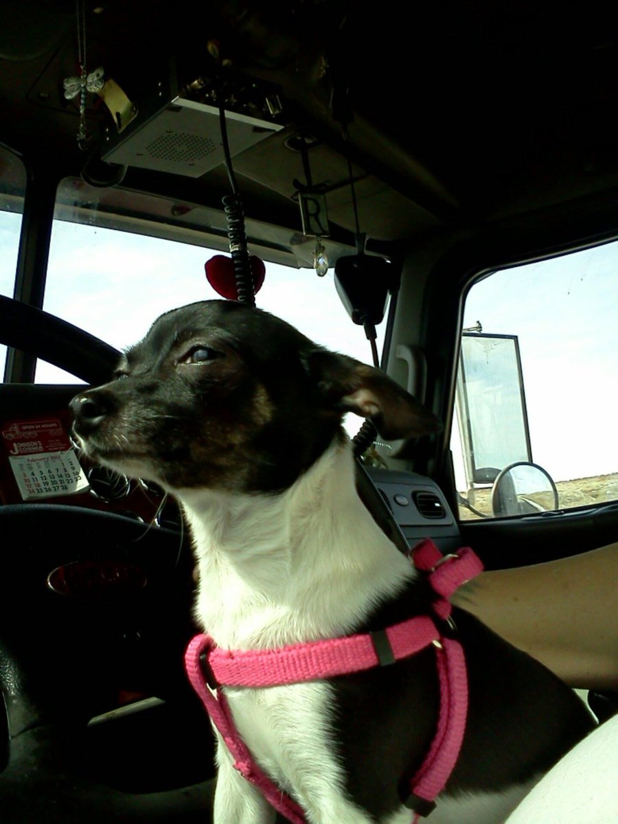 DynamicTransit's tweet photo. Big Rig Buddies 💙  Drop a picture of your driving companion in the comments! https://t.co/ivUrtvenRd