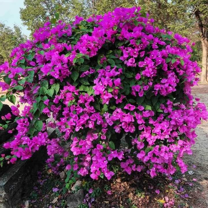 ve_orman's tweet photo. BEGONVİL ( Bougainvillea)

Kışları yaprak döken ve çok hızlı büyüyen bir bitkidir. Bol güneş alabilen yerlerde kolaylıkla yetiştirilebilir. Çok yıllık bir bitkidir. https://t.co/qR8HxSVM02