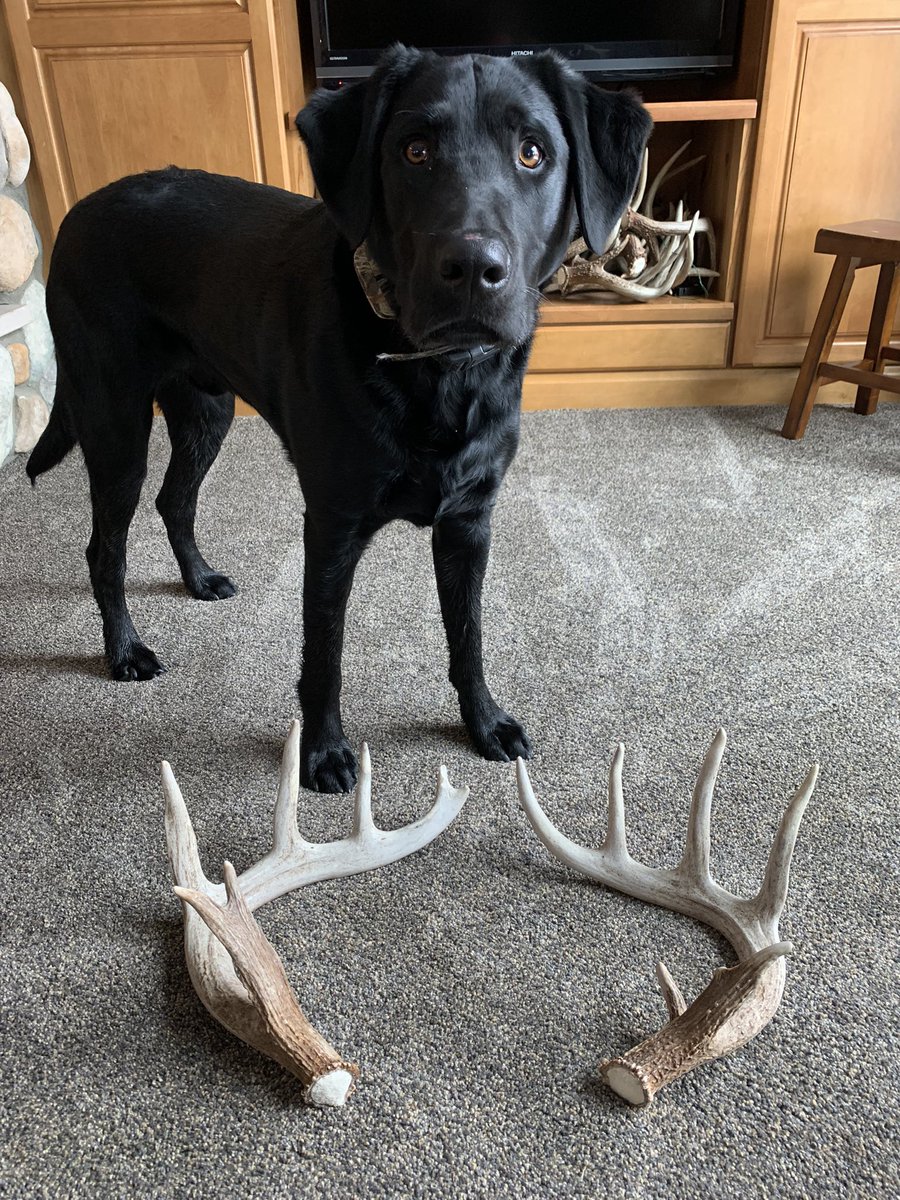 champbuck's tweet photo. Always nice to match one up from a couple days prior! #shedhunting #shedrally #whitetail #matchedset https://t.co/ON5IPL37ZT