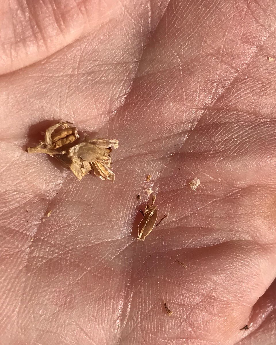 ColoradoNPS's tweet photo. #FruitingFriday #coloradonativesociety Orthocarpus luteus, owl’s-clover is a tiny plant with barely open yellow flowers loving meadows. The seeds are likewise tiny and some do persist into winter https://t.co/PHDVyrJpkE