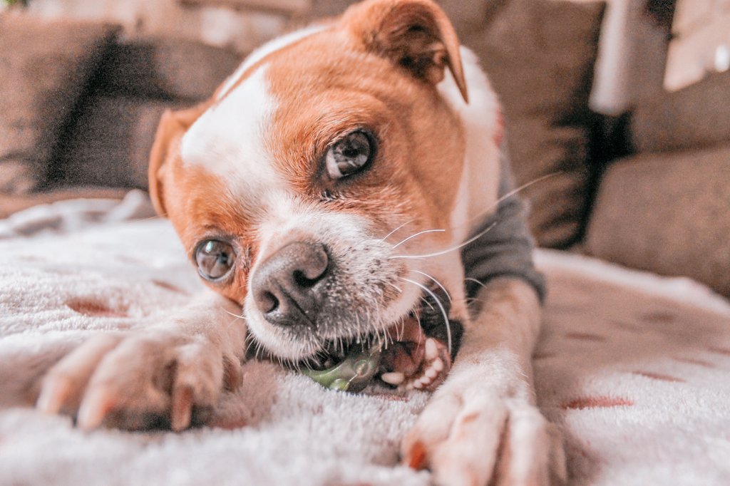 Just enjoying my favourite snack 
#twitterdogcommunity #dogsoftwitter #doglovers