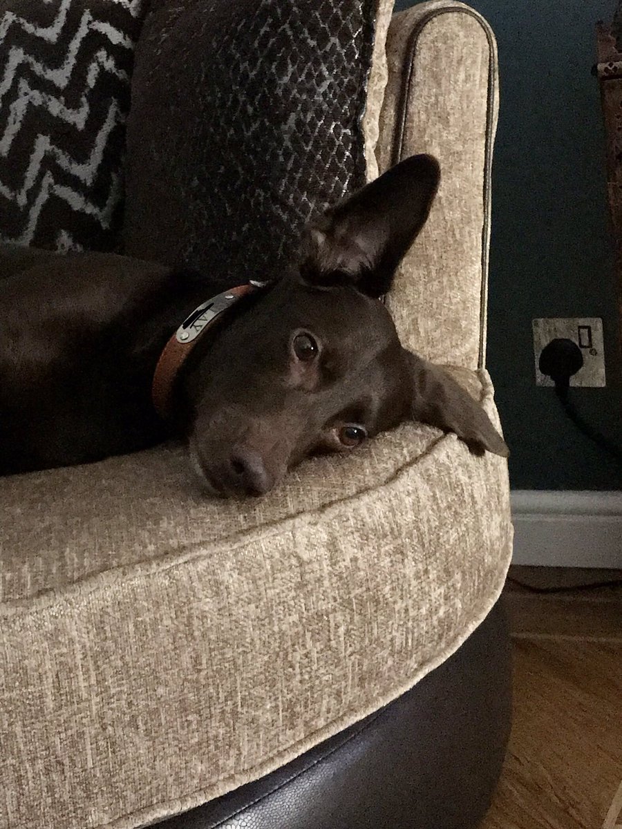 I must say, my Alsatian ears are looking deliciously pointy tonight #dogs #dogsoftwitter #FridayFeeling #FridayVibes