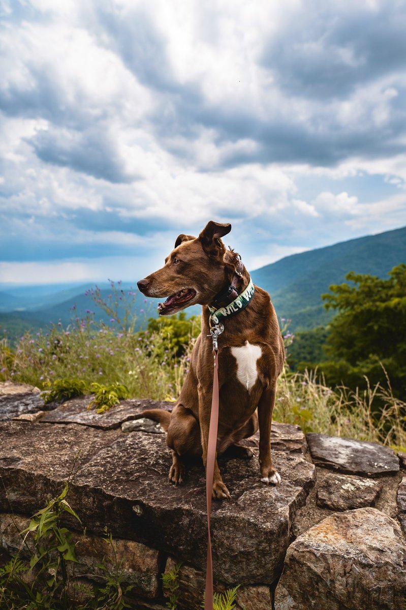 Rescuingbentley tweet media