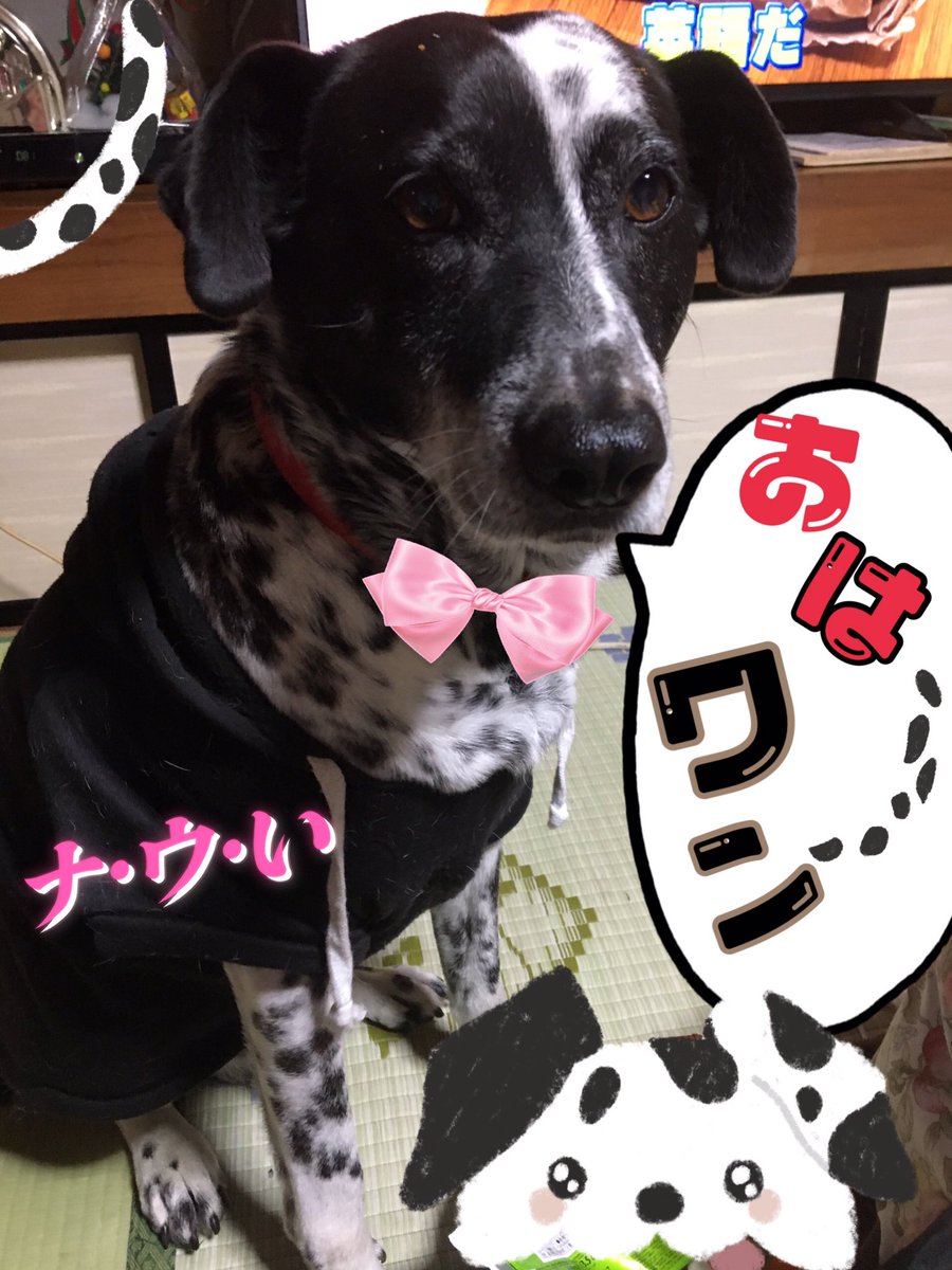 ooanayosou777's tweet photo. 皆さんオハタスです▽^ェ^▽ ﾜﾝ!♥️😄

本日お休みの方もお仕事の方も🍀✨

元気に⤴⤴⤴❣❗❕笑顔(@^▽^@)で
1日が過ごせますように😆

ちなみにマミタスはお仕事です(((^-^)))

ファイタスε＝┏(･ω･)┛ https://t.co/2x4gwUj9h6