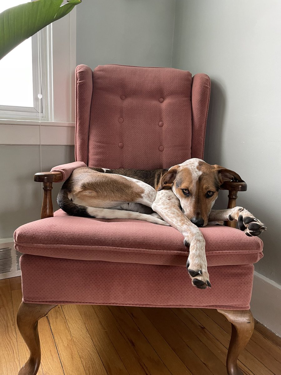 Charlie (im)patiently waiting for the weekend to start… #twitterdogcommunity #dogsoftwitter #twitterdogs #happyfriday