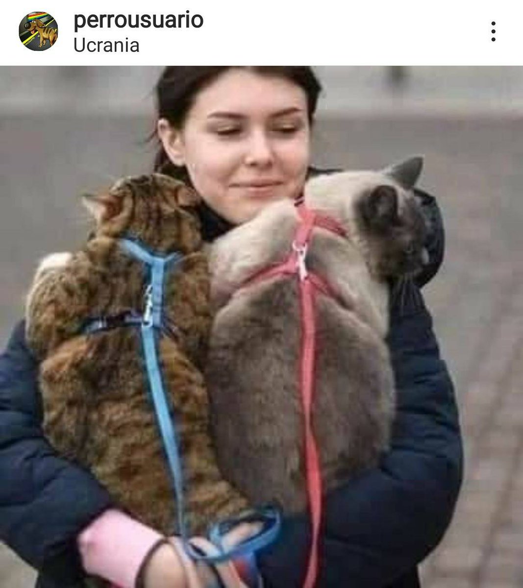 PerroUsuario's tweet photo. Las personas salen de #Ucrania con sus mascotas.
¡La familia no se abandona! https://t.co/q1DIhZcRRA
