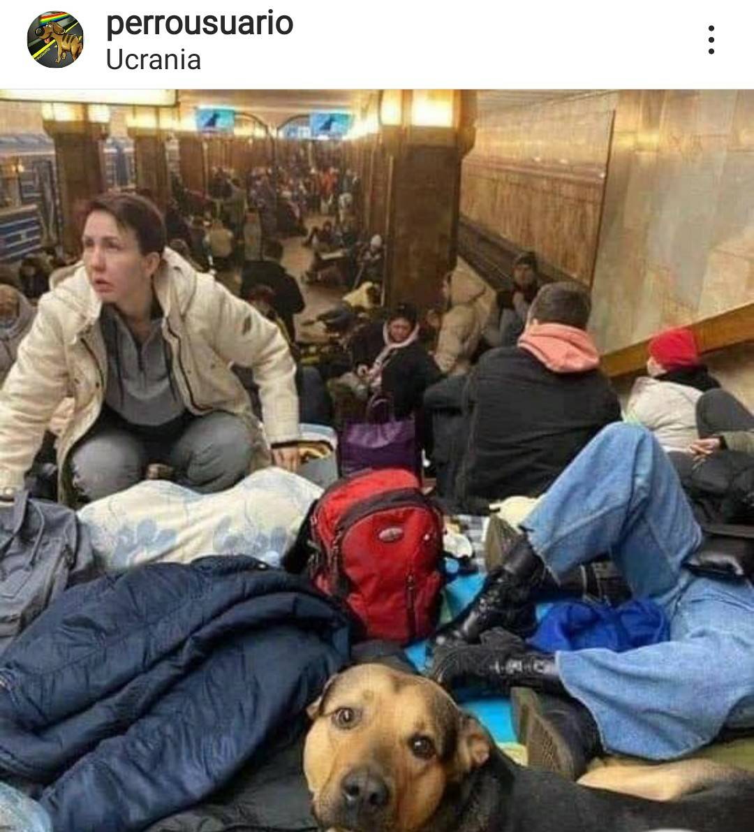 PerroUsuario's tweet photo. Las personas salen de #Ucrania con sus mascotas.
¡La familia no se abandona! https://t.co/q1DIhZcRRA