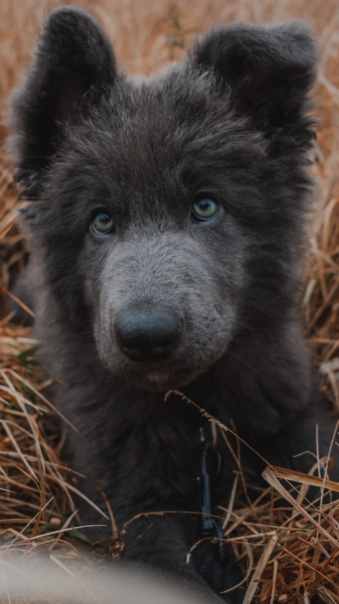 <a href="/ourventuredogs/">Sara + Ags + Rey</a> My puppy fever is always strong 🥲 here’s my fuzzball