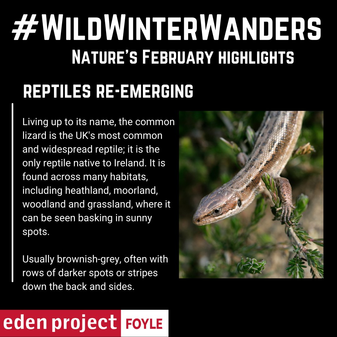 River_Foyle's tweet photo. Did you know? The common lizard lives up to 6 years!
We're sharing some of the best February sights you can spot while out on your #WildWinterWanders
@UlsterWildlife
@ecoattractions @RSPBNI https://t.co/diANhZdG5G