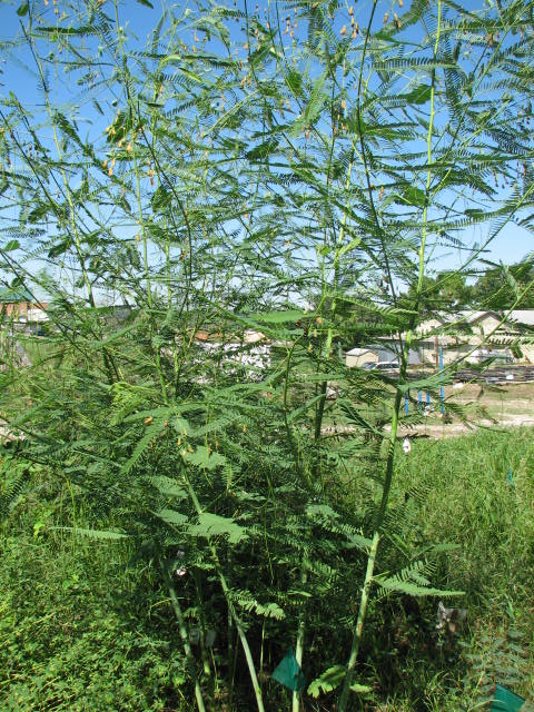 TBararpour's tweet photo. Hemp Sesbania
@MSUExtService @MSU_AG @CALSDevelopment @MSU_AG https://t.co/T83ugUXYWB