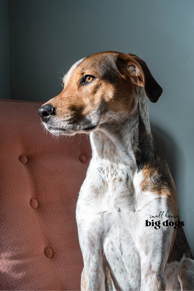 Emma & Charlie | @smallhousebigdogs tweet media