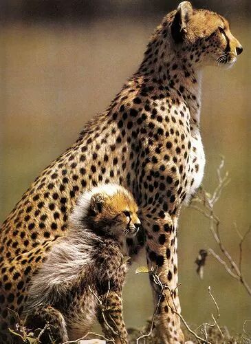 Chrisvb700's tweet photo. Cheetah photo of the day 🔆 https://t.co/fWe6dm1utJ