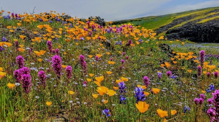 ButteCountyHR's tweet photo. Butte County is looking to fill a Personnel Operations Specialist position within our Behavioral Health Department!  Check it out here: https://t.co/EA9i894rri https://t.co/CJRoaCk848