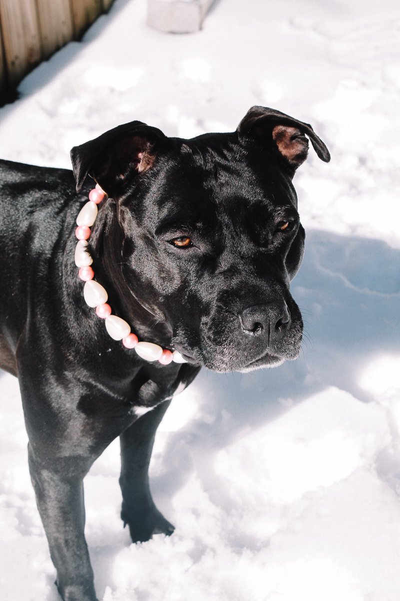 Well this is now fun! #twitterdogcommunity can’t wait to connect with more people!!