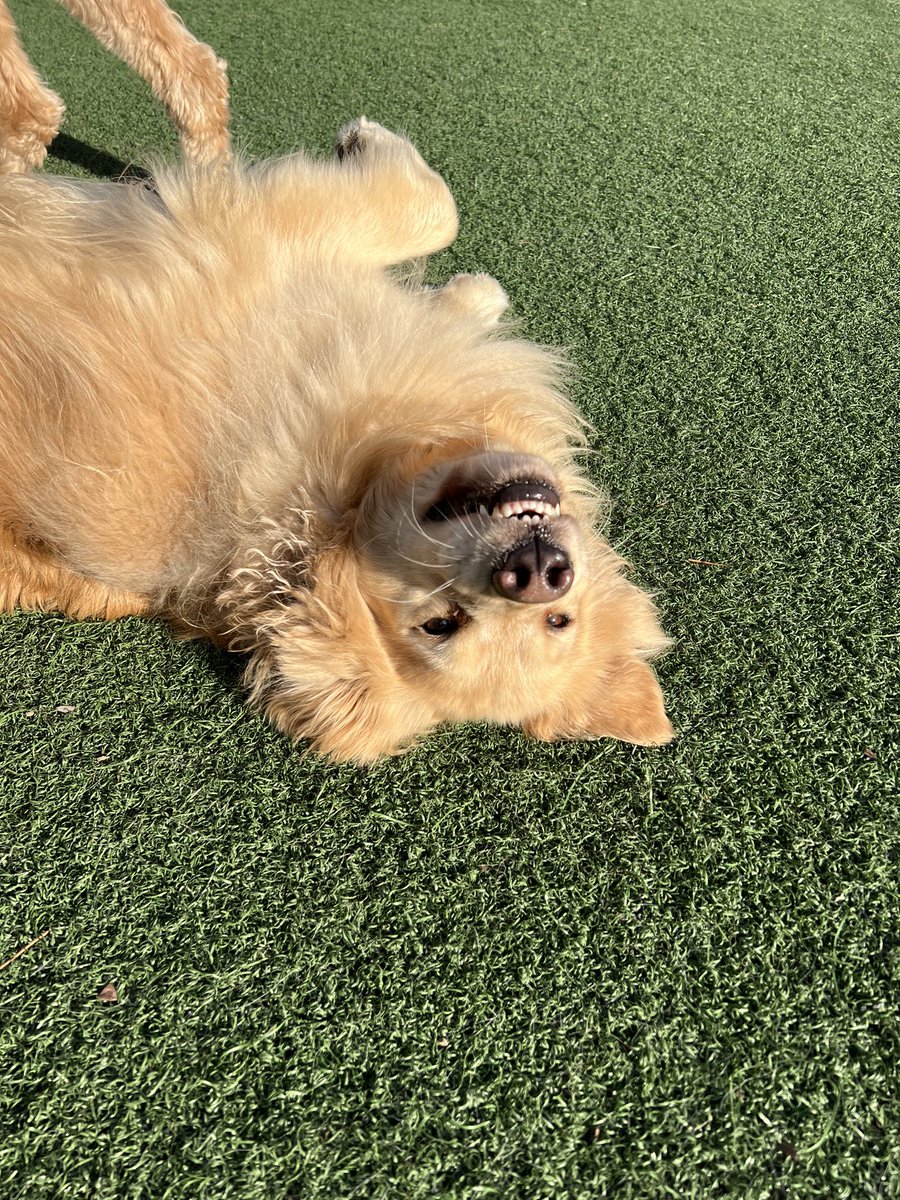 bing_lodge's tweet photo. It turned out to be a very beautiful day! ☀️☀️🐕☀️☀️ https://t.co/5gXRHm3lMk