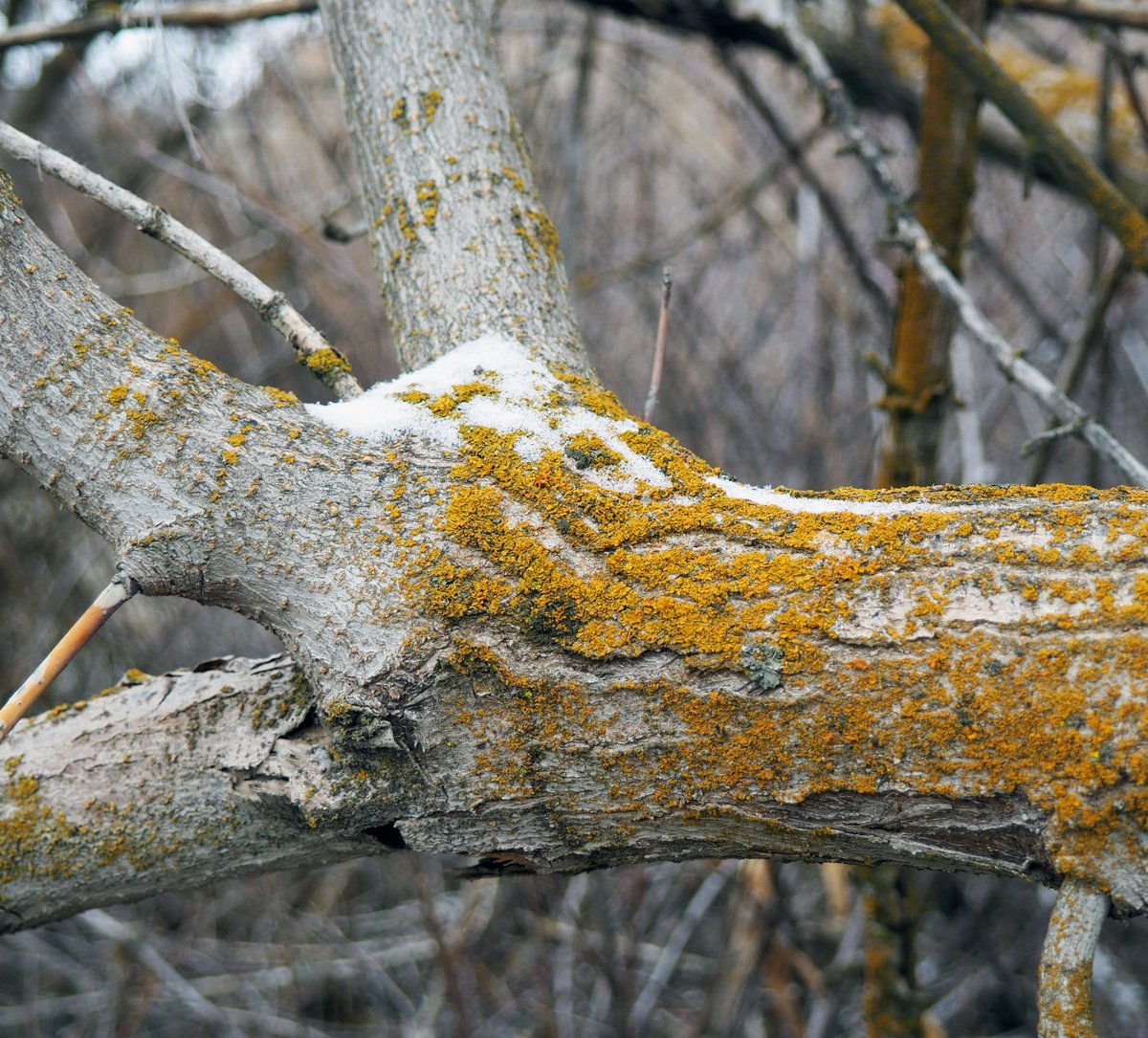 awkwardbotany's tweet photo. lichens and light dusting of snow on box elder #acernegundo #latewinter https://t.co/orq5X8yPHc