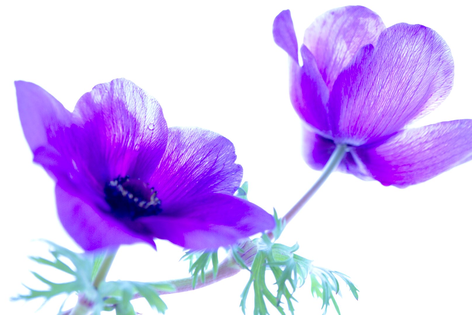 エンゼル ワシントン おはようございます ﾟ アネモネ 紫 の花言葉 ﾟ あなたを信じて待つ Photograph Flowers Tlを花で一杯にしよう 写真好きと繋がりたい 写真撮ってる人と