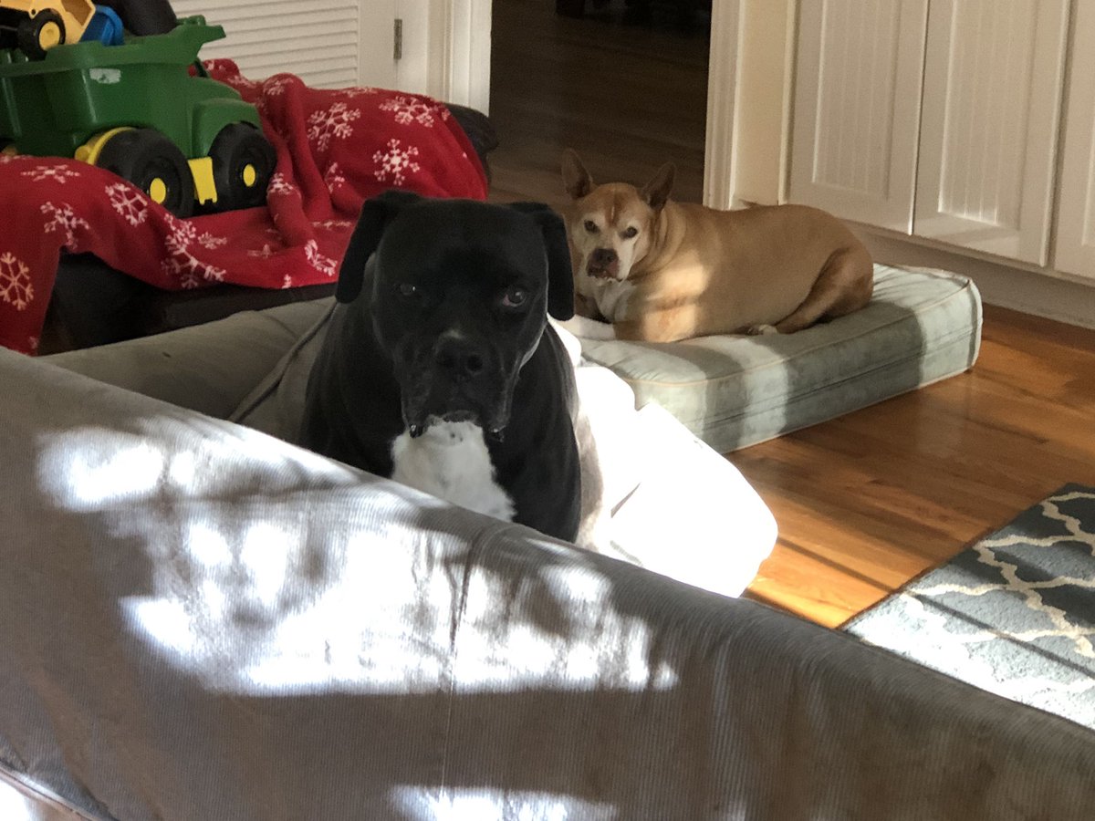 k9kayaks's tweet photo. Damon 💭 No dad I really don’t need this cushion on the couch especially if Lexi is laying in her own bed …deal with it 🐾🐾❤️
#Boxador
#Boxadorable
#BogMoose 
@Sofaking_over_Q @StacieMazzotta @NicDavisNotes @Ewt412Emily @bluezed2003 @brianmc_arch @boxermom1416 @CollissNichola https://t.co/OTPESKAn7e