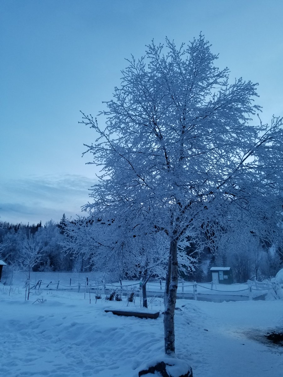 AlaskaLatinTour's tweet photo. #alaskalife
#naturephotography 
#wintervacation
#alaskawinter
#alaskavacation
#landscapephotography
#naturephotographer
#mushing
#dogsledding https://t.co/vP1IPT1BLP