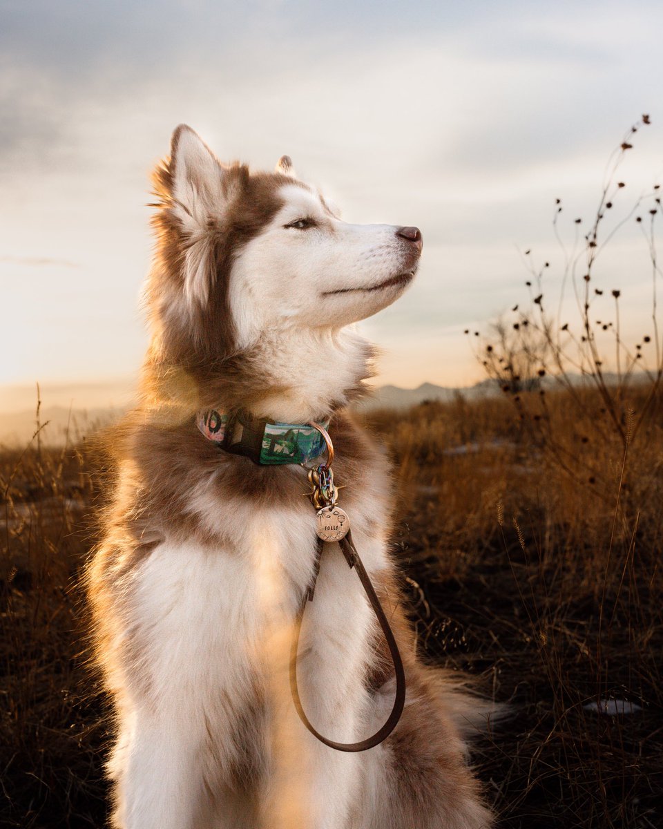 No one can out side eye Folly #dogsoftwitter #dogsofinstagram #dogphotography