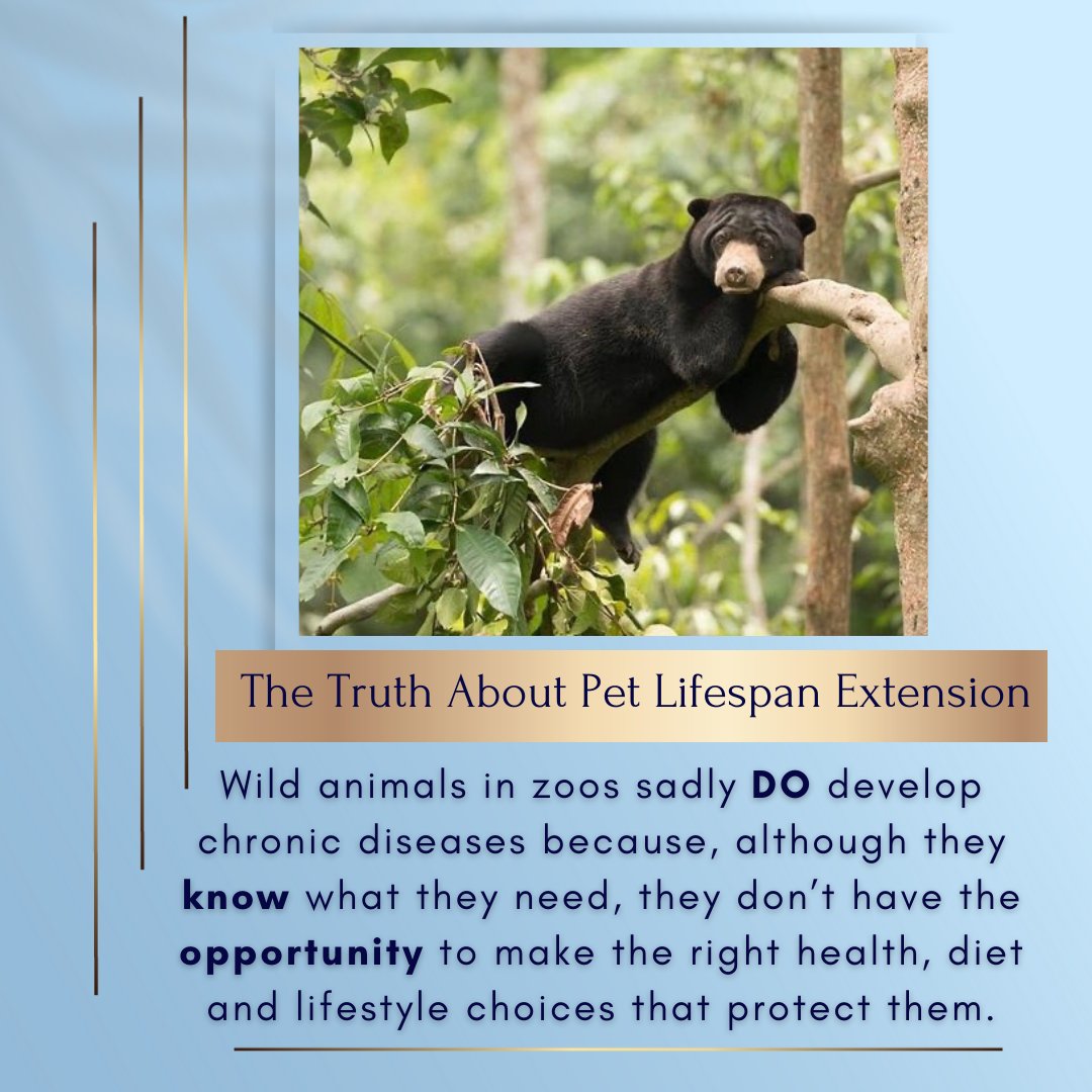 dr_zoolittle's tweet photo. Wild animals in zoos sadly DO develop chronic diseases as, although they know what they need, they don’t have the opportunity to make the right health, diet &amp; lifestyle choices that protect them.

Add 5 healthy years with the Pet Lifespan Extension Course https://t.co/aa5Rk53SlE https://t.co/juJHSiBGJf