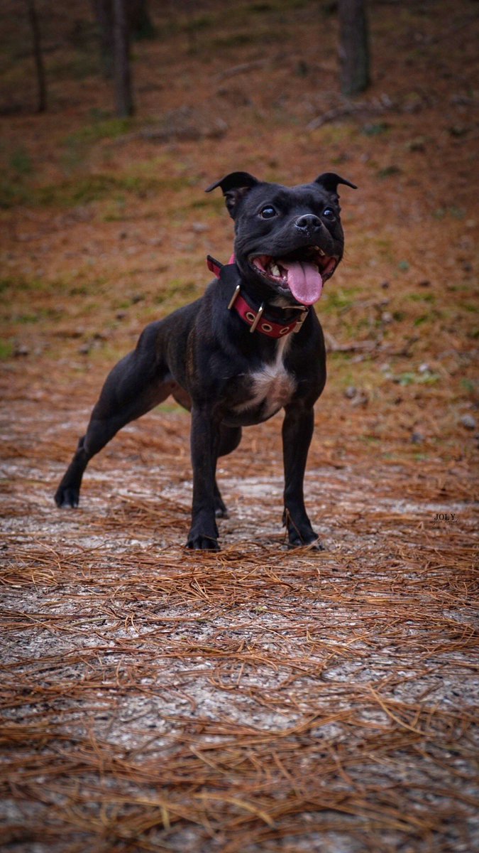 joly_sbt's tweet photo. Hello everypawdy! ♥️
I’m new on Twitter. My name is Joly and i am a Staffordshire Bull Terriër from the Netherlands. You can also follow my life on Instagram » joly.engelsestafford

#dogsoftwitter #Staffordshire #dogs #sbt #sport #staffing #instagram #twitter #Netherlands #happy https://t.co/pH5bK8nZHM