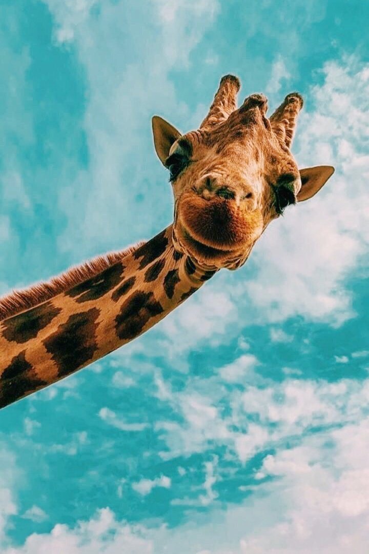BisonZubrowka's tweet photo. Make love not war https://t.co/dhSns3kM5d
