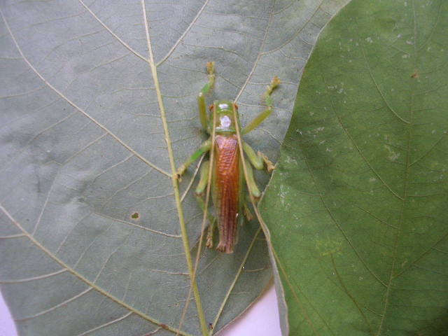 鳴く虫研究社 Nakumushiblog Twitter