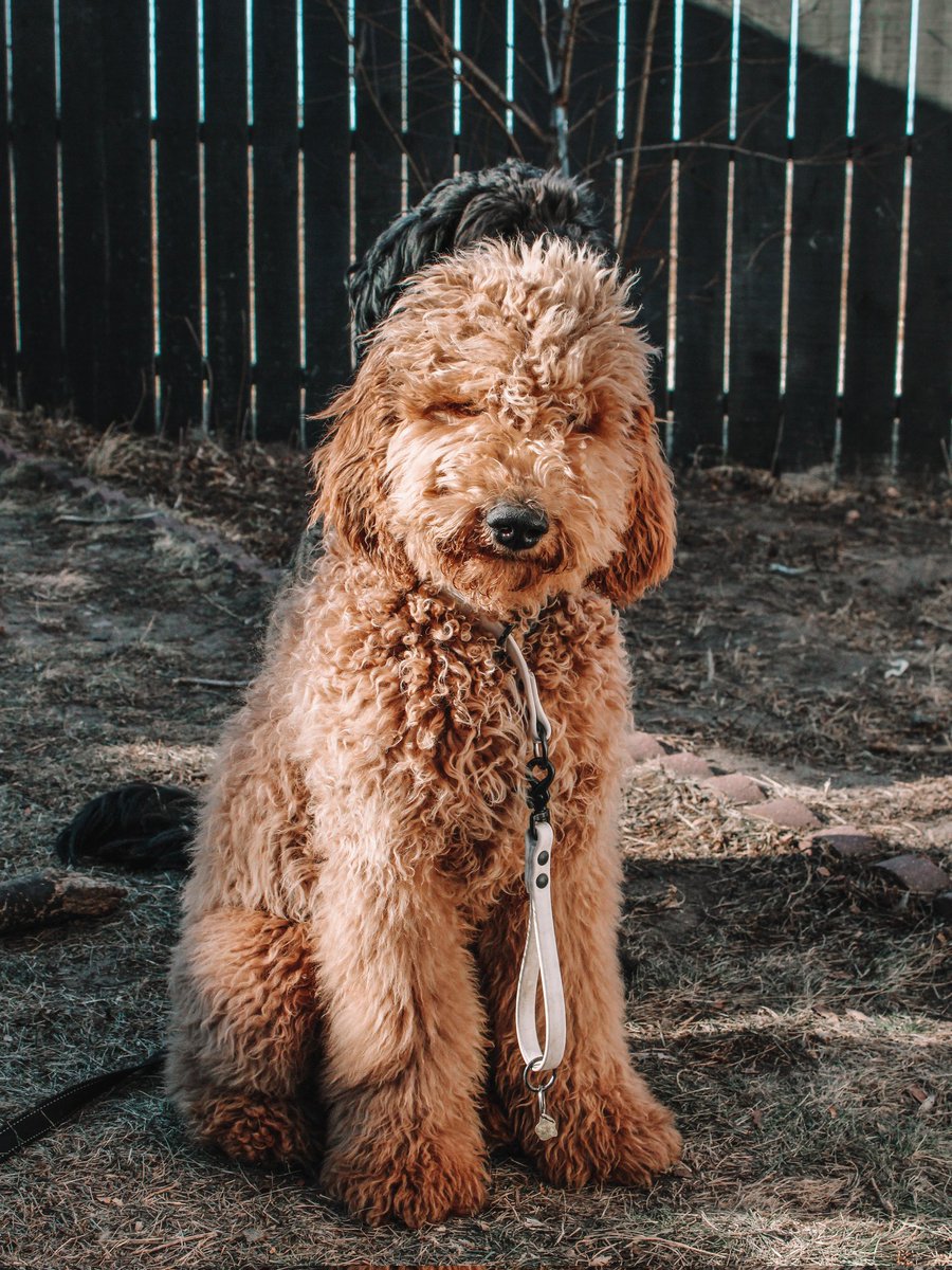 ZeusandOssi's tweet photo. Meet Ossí  🐾🎀

She was born on July 19, 2021 which makes her 7 months now. She weighs around 42lbs. She loves to play (specifically fetch), eat, and attention but not so much from strangers.

-♡-
#twitterdogcommunity #dogsoftwitter #puppy #dogphotography https://t.co/mAwSYDmXXR