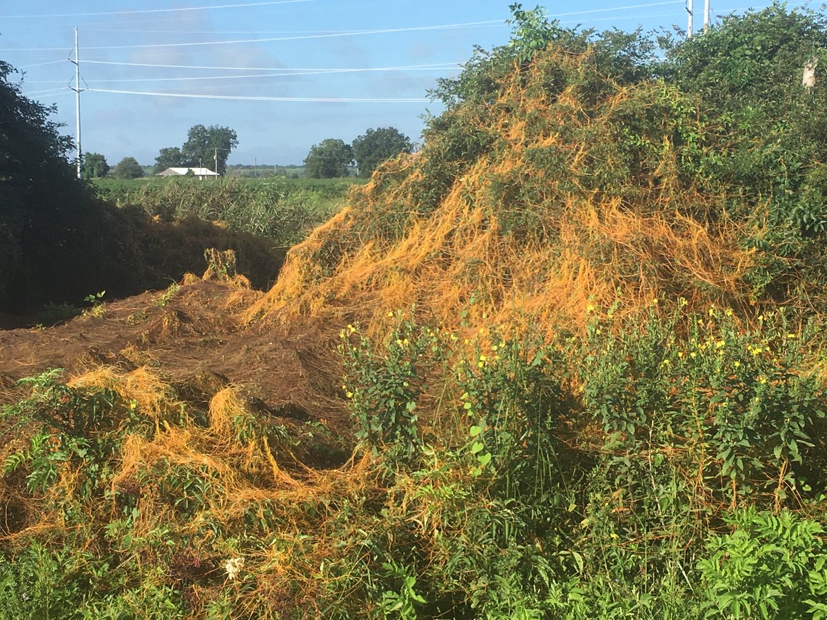 TBararpour's tweet photo. Field Dodder
@MSUExtService @MSUExtForestry @CALSDevelopment @MSU_AG https://t.co/VYaUShWaPl