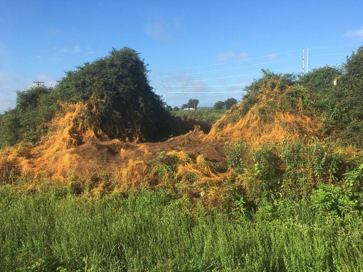 TBararpour's tweet photo. Field Dodder
@MSUExtService @MSUExtForestry @CALSDevelopment @MSU_AG https://t.co/VYaUShWaPl