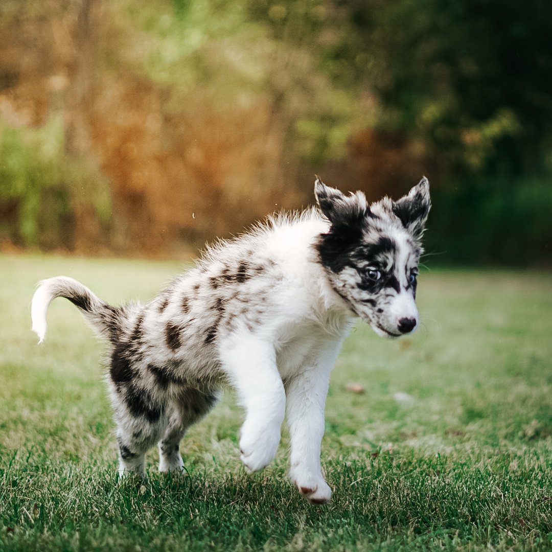 <a href="/ourventuredogs/">Sara + Ags + Rey</a> So much puppy fever