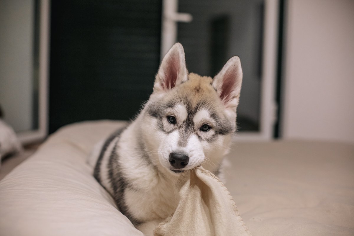 Hi Twitter! 👋🏼 Here we are. 🐺🐺
#twitterdogcommunity