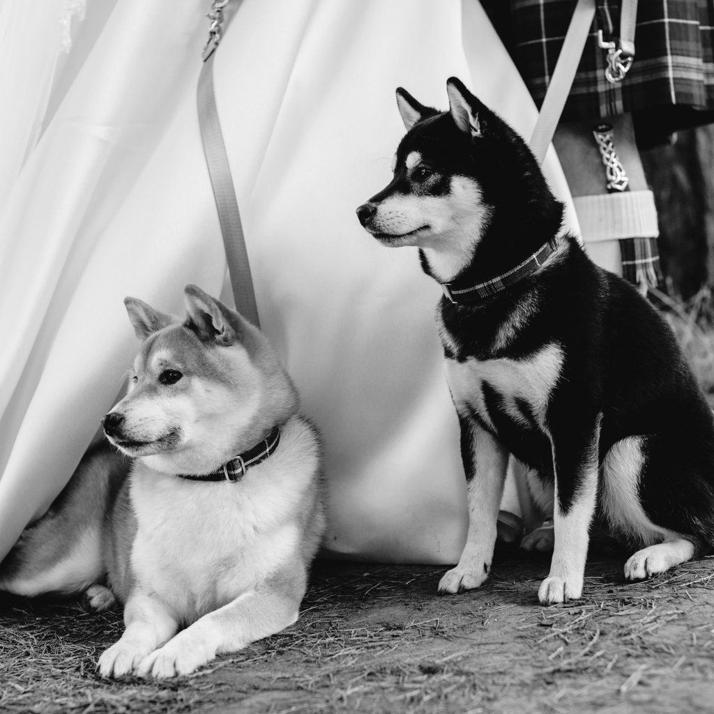 welshshibas's tweet photo. @AussieSedona Welsh.shibas https://t.co/4Okh1fZCex