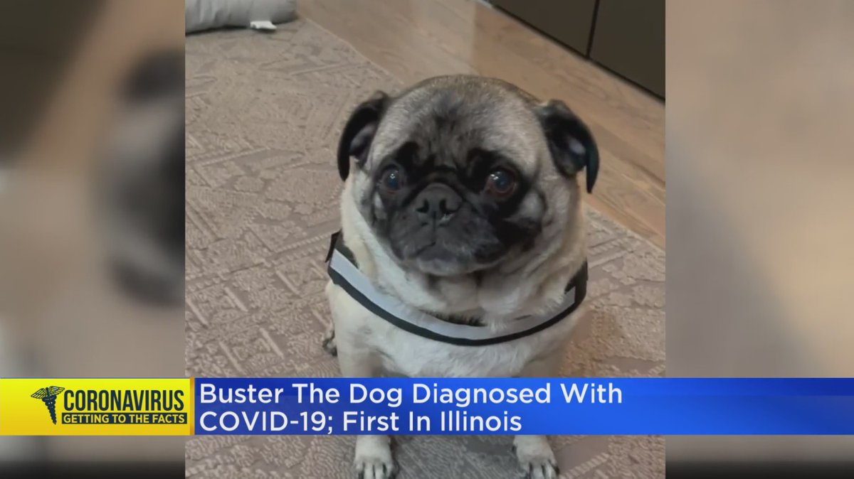 cbschicago tweet picture