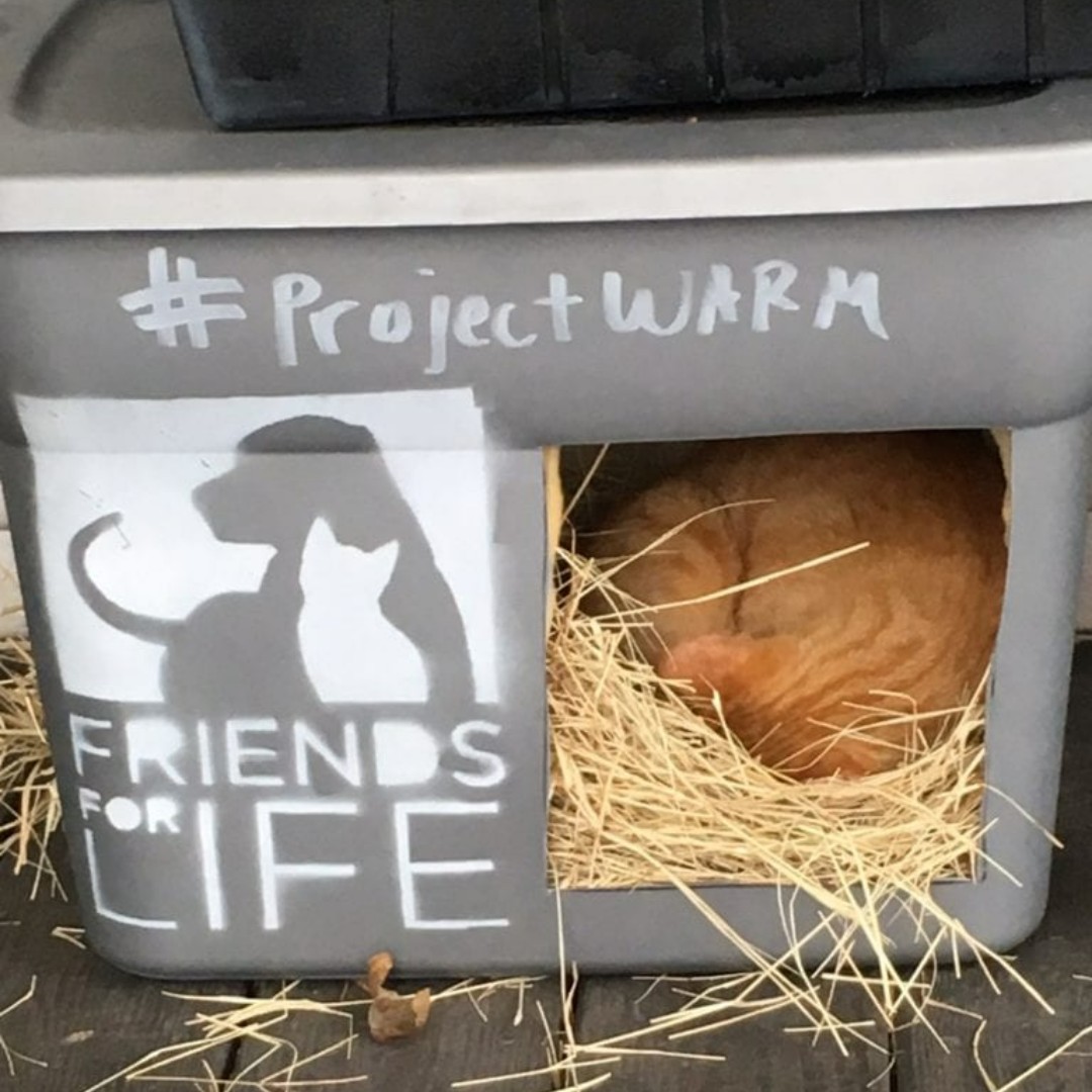 Friends4Lifeorg's tweet photo. Help community cats stay warm with a #ProjectWARM cat shelter! Grab one at the shelter for a $20 donation (and if cost is a barrier, talk to us!).
1. Give us a call to reserve one 713-863-9835
2. Come by (107 E 22nd St, Houston, TX 77008) any day 12n-5pm
https://t.co/3ekb56flLZ https://t.co/LnVgIcXIpu