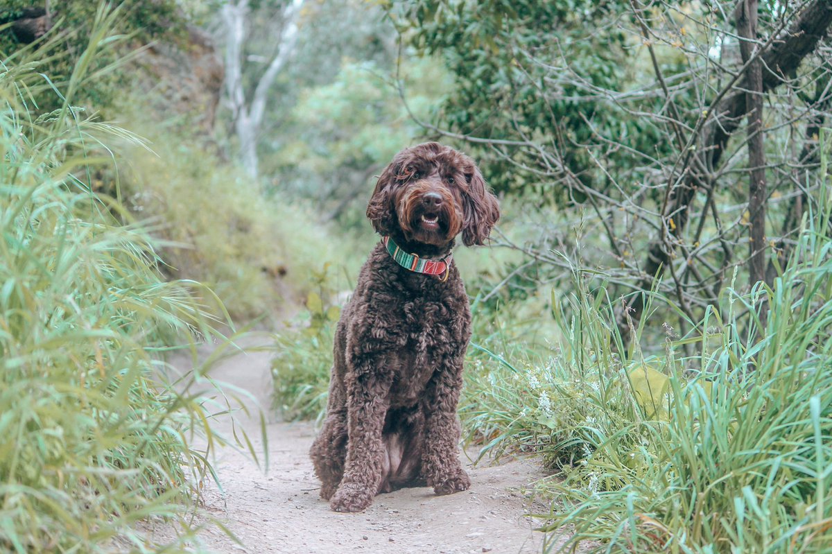 What’s this?! Lola on twitter?! 
#DogsofTwittter #twitterdogs