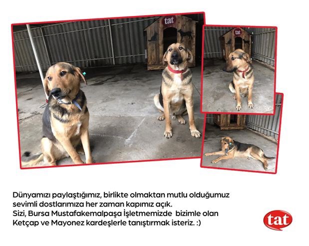 İşletmemizin daimi misafirlerini tanıştırayım. Ketçap ve Mayonez. #sevimlidostlar <a href="/tatailesi/">Tat Ailesi</a>