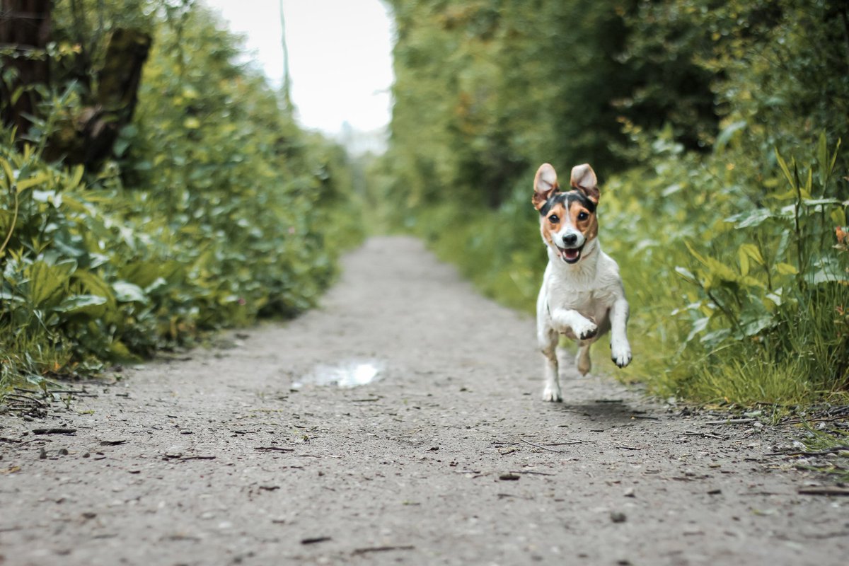 Running into the weekend like...

#twitterdogcommunity #dogsoftwitter #weekendvibes #dogsofinstagram
