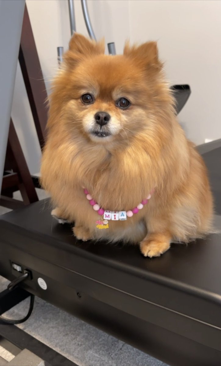 thepompompack's tweet photo. Hi my name is Mia!  Does anyone want to be furiends?  I don’t bite. I promise 😀 https://t.co/isihFRw1CW