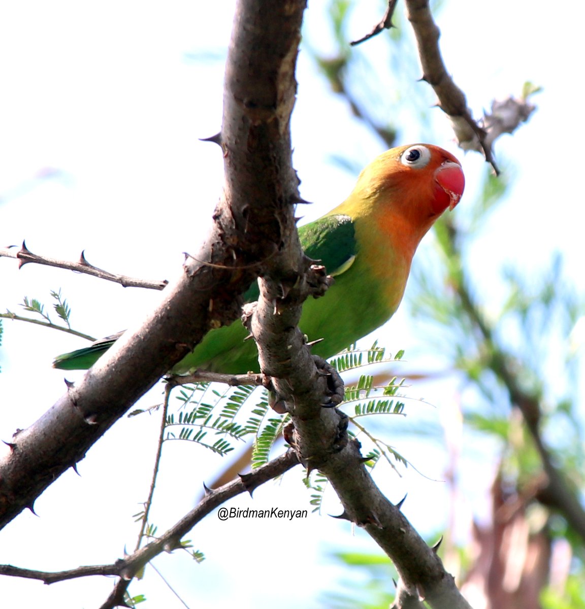 BirdmanKenyan's tweet photo. Fischer's Lovebird, Nairobi, Kenya.
#TwitterNatureCommunity #BirdsSeenIn2021 #BirdsPhotography #NatureBeauty #birdwatching #birding https://t.co/gr0MYZRrvi