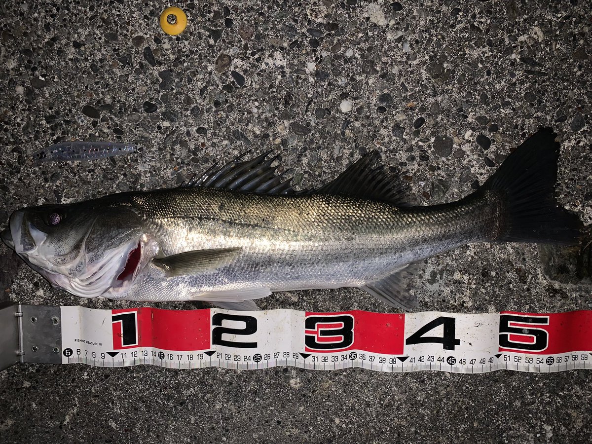 usageccyu33's tweet photo. 昨夜も浜名湖シーバスへGO！
激爆風だったけど、寒さはそこまででもなく。　ド表層より一枚レンジ入れたドリフトで8本キャッチ☆
53㎝、54㎝、60㎝、44㎝、58㎝、40㎝、65㎝、82㎝で今年初のランカーゲット。
上出来すぎて怖いっす。。
#浜名湖シーバス https://t.co/0acbaNozT9