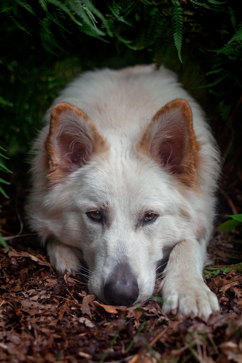 Creepin’ into the #twitterdogcommunity 😂 are hashtags a thing here? #GermanShepherd #gsd #dogsoftwitter