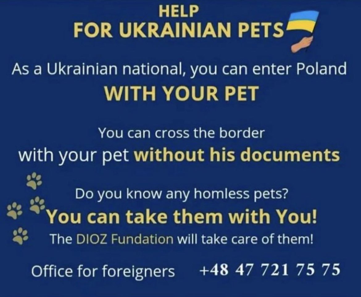 trebus_mr's tweet photo. Ma ickle heart is breaking 💔😔 #Ukraine #PeaceNotWar #dogsoftwitter #CatsOfTwitter #Anipals 🇺🇦 https://t.co/XOFq9w53ww